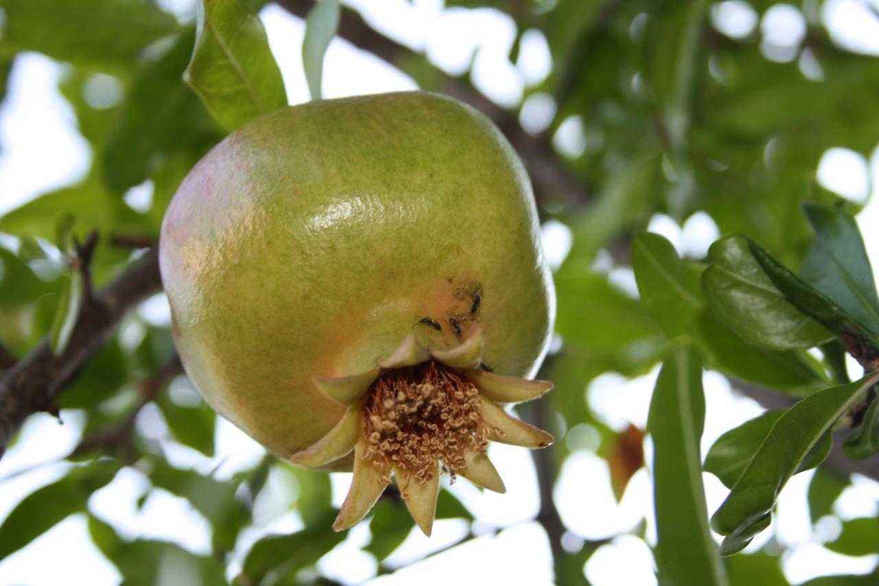 Hortus Neum